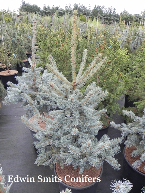 Picea engelmannii 'Glauca'